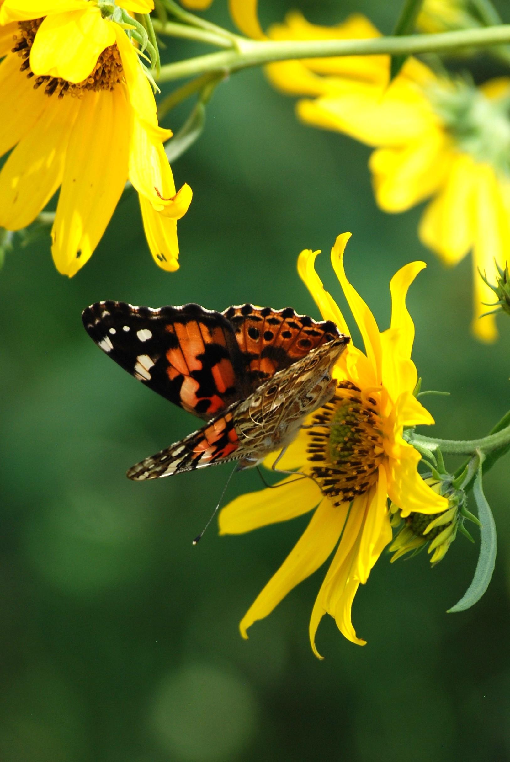 Red Admiral.  A medium-sized butterfly is clinging to the center of a vertically-oriented small, bright-yellow sunflower.  The butterfly has its wings partially open, and we see the mottled burnt-orange center and the black trim with numerous white markings.