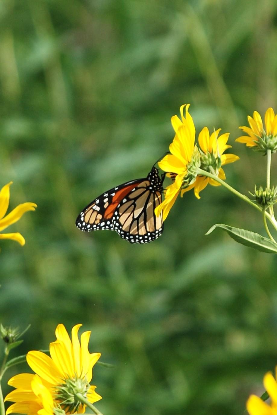 Monarch Butterfly.   Side view of a monarch feeding on a vertically-oriented sunflower.  Parts of other sunflowers are seen around the edges of the frame.
