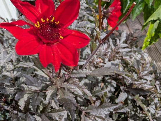 Nahaufnahme einer leuchtend roten Dahlienblüte (Dahlia 'Bishop of Llandaff') mit gelben Staubbeuteln im Zentrum, umgeben von dunklem, bronzeschwarz gefiedertem Laub. Im oberen rechten Hintergrund ist eine zweite, kleinere rote Blüte an einem dunklen Stängel zu sehen.