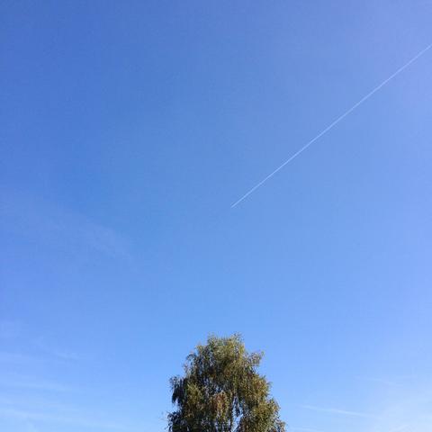 Das quadratische Foto zeigt eine minimalistische Außenaufnahme mit sehr hohem Himmelsanteil. Am unteren Bildrand ragt mittig die fein belaubte Krone einer Birke mit grün-bräunlichen Blättern ins Bild. Der restliche, überwiegende Teil der Aufnahme wird von einem klaren, leuchtend blauen Himmel eingenommen. Aus der Bildmitte zieht sich nach oben rechts eine schmale, weiße, geradlinige Diagonale: der Kondensstreifen eines hoch fliegenden Flugzeugs. Das Licht ist hell und gleichmäßig.