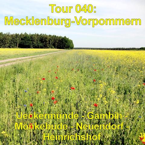 Weite Feldlandschaft mit gelb blühendem Raps, der sich bis zum Horizont erstreckt. Im Vordergrund wachsen hohe Gräser mit roten Mohnblumen und vereinzelten blauen Blüten. Ein schmaler, gerader Weg verläuft links durch die Felder und führt auf einen dichten Waldstreifen am Horizont zu. Der Wald besteht aus dunklen Nadel- und Laubbäumen. Der Himmel ist hell und leicht bewölkt. Die Landschaft wirkt offen, weitläufig und landwirtschaftlich geprägt.