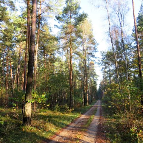 Schmaler, unbefestigter Waldweg führt gerade durch einen lichten Mischwald. Hohe Kiefern mit geraden Stämmen prägen das Bild, dazwischen stehen einzelne Birken und weitere Laubbäume. Entlang des Weges wachsen Sträucher, Gräser und niedrige Pflanzen. Warmes Sonnenlicht fällt von der Seite auf Baumstämme und Waldboden und erzeugt helle Lichtflecken sowie lange Schatten. Der Weg verschwindet in der Ferne zwischen den Bäumen und wird von dichter werdender Vegetation eingerahmt. Über den Baumkronen …